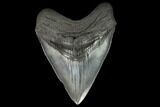 Fossil Megalodon Tooth - South Carolina #128312-1